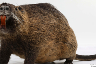 Nutria whole body 0005.jpg